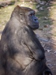 Gorilla, Albuquerque Zoo, NM