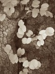 Sepia image of tree trunk and leaves.