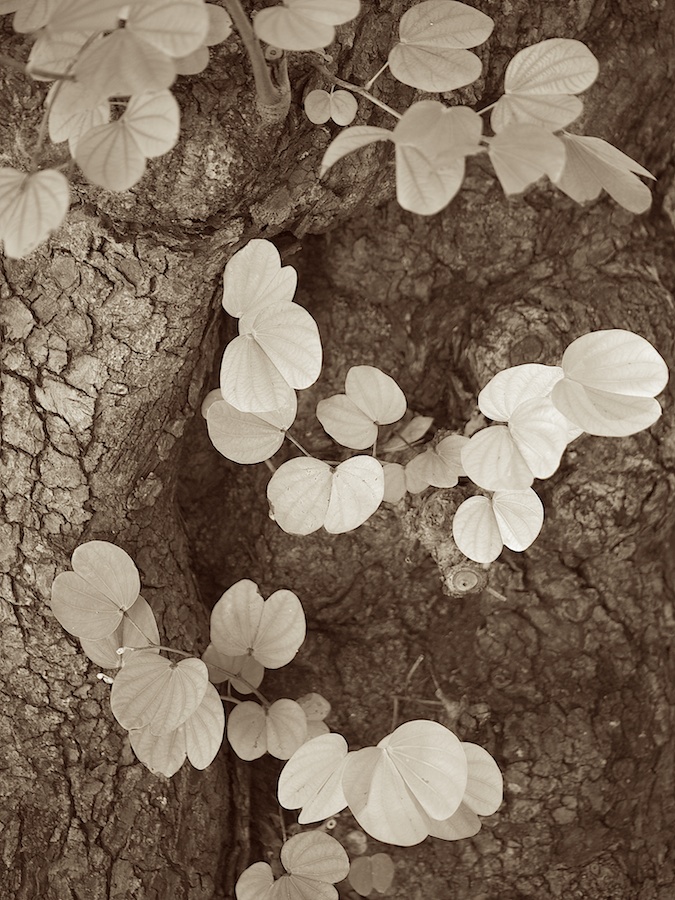 Sepia image of tree trunk and leaves.