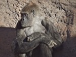 Gorilla, Albuquerque Zoo, NM