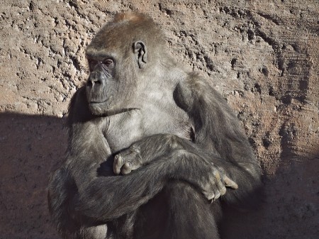 Melancholia | Click to view larger. Gorilla, Albuquerque Zoo, NM