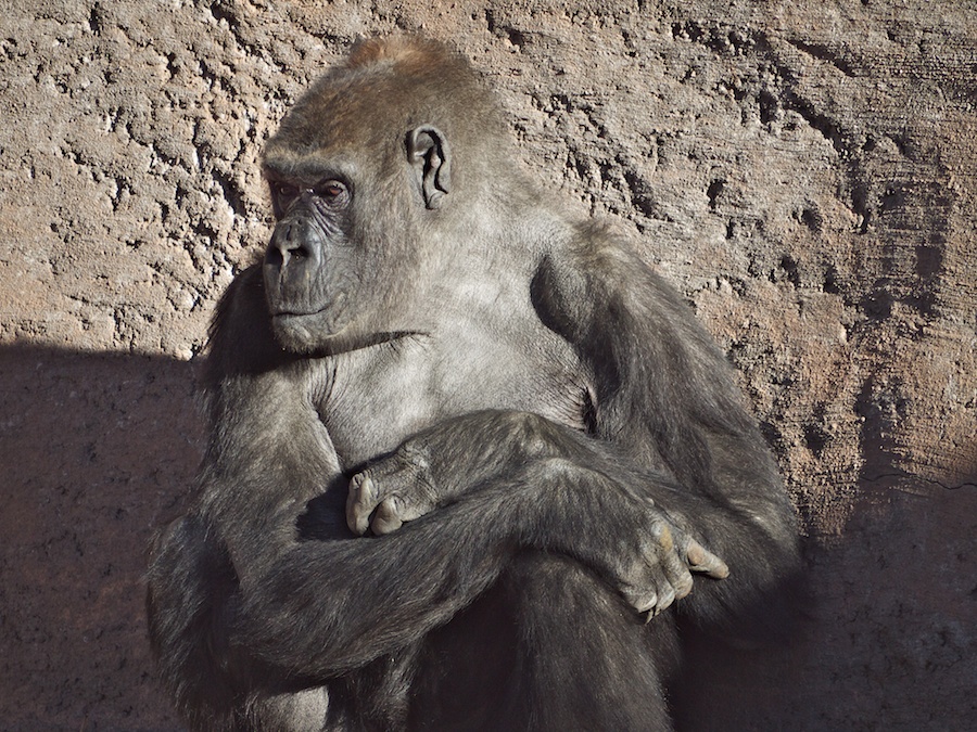 Gorilla, Albuquerque Zoo, NM