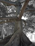 Kapok Tree, Key West, FL