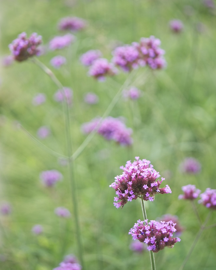 Purple Flowers