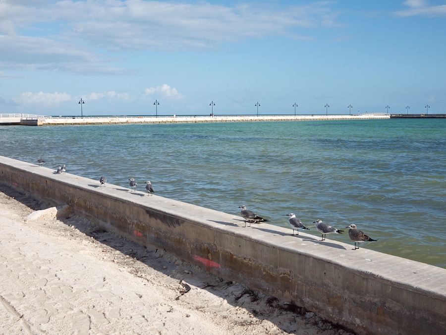 Birds and lampposts on the waterfront, Key West, FL