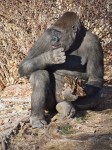 Gorilla, Albuquerque Zoo, NM