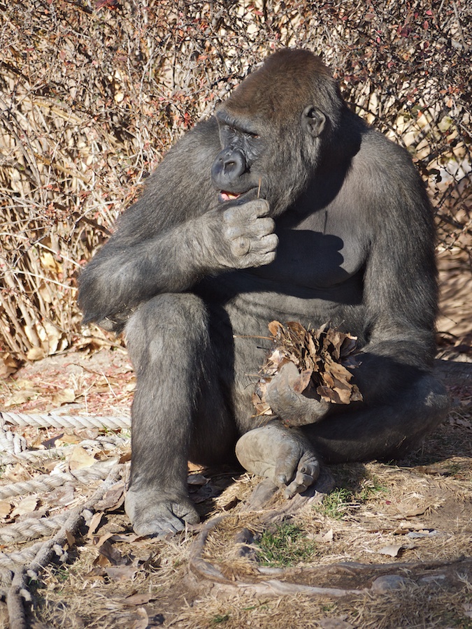 Gorilla, Albuquerque Zoo, NM