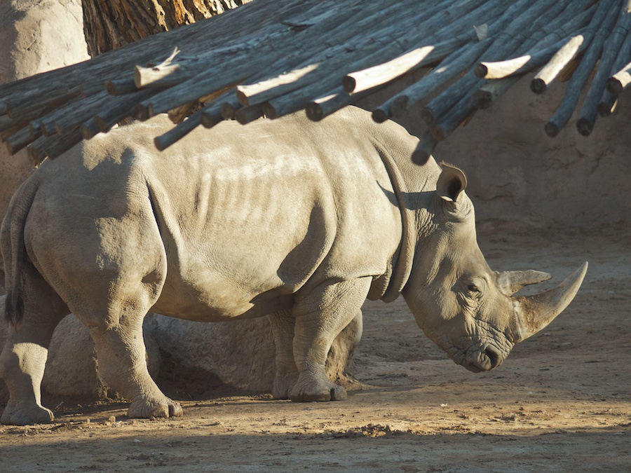 Rhinoceros, Albuquerque Zoo, NM
