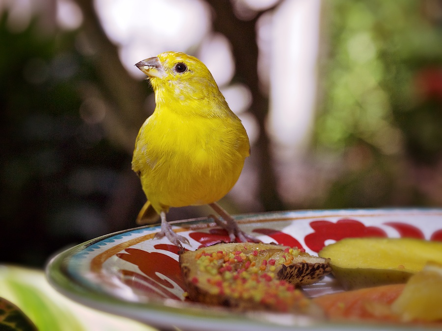 Little yellow bird on plate of fruit and candy.
