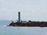 Three pelicans on a breakwater, Key West, FL