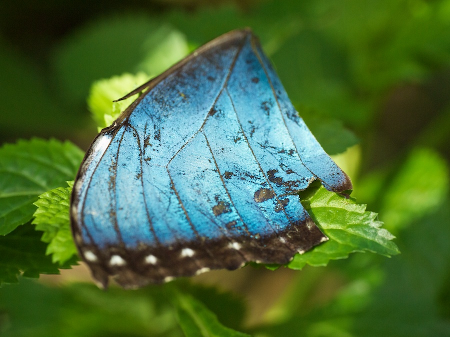 Butterfly wing resting on leaves.