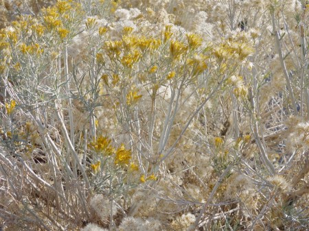 Chamisa, Corrales, NM