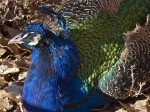Peacock plumage.
