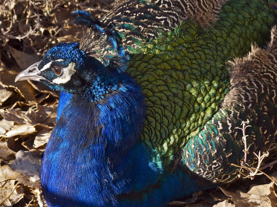 Peacock plumage.