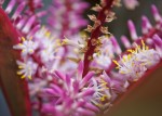 Key West Flower