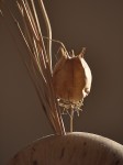 Dried seedpod in vase.