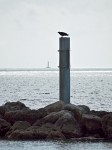 Bird on post, Key West, FL