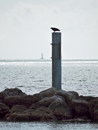 Bird on post, Key West, FL