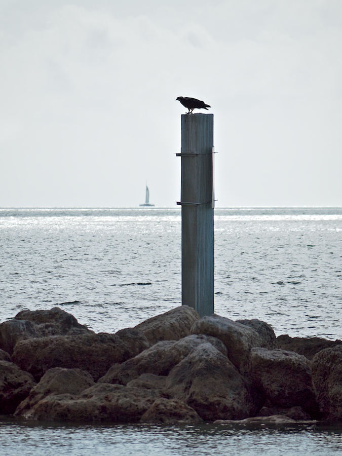 Bird on post, Key West, FL