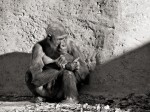 Gorilla, Albuquerque Zoo, NM