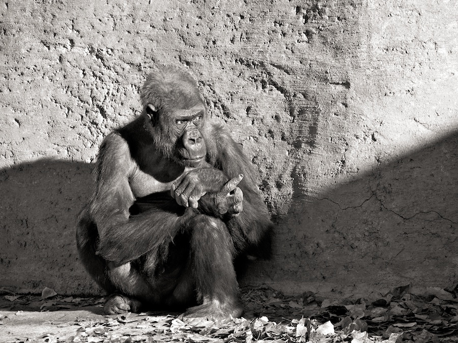 Gorilla, Albuquerque Zoo, NM