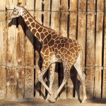 Young giraffe, Albuquerque Zoo, NM