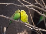 Budgies at the Albuquerque Zoo, NM