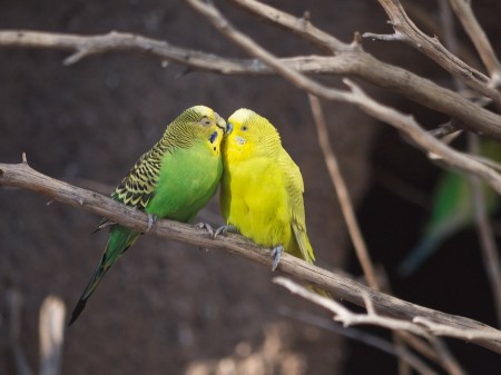 Budgies at the Albuquerque Zoo, NM