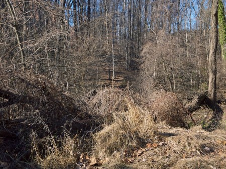 Bare trees and underbrush.