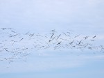 Black Skimmers, Anastasia Beach, St. Augustine, FL
