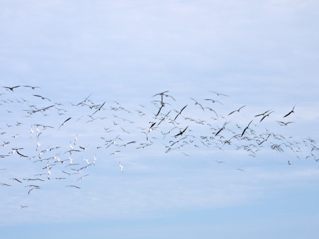 Calligraphy | Click to view larger. Black Skimmers, Anastasia Beach, St. Augustine, FL