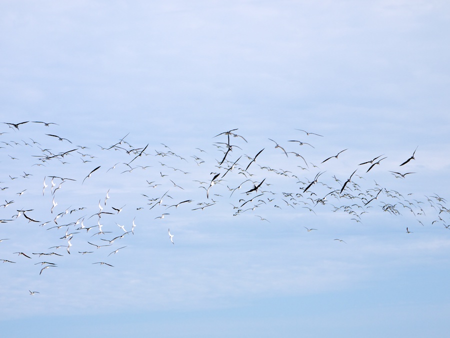 Black Skimmers, Anastasia Beach, St. Augustine, FL