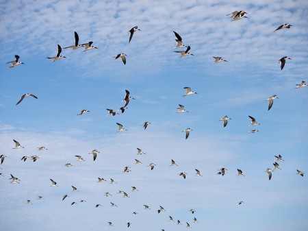 Flocking 3 | Enlargement opens in a new window.