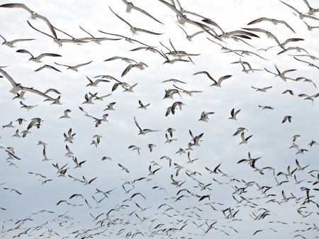 Flocking 4 | Enlargement opens in a new window.