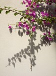 Flowering vine and gecko.