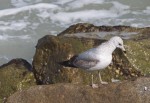 Gull waiting for fish.