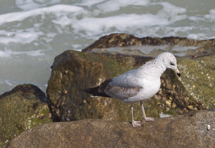 Gull waiting for fish.