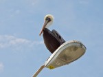 Pelican on streetlamp.