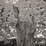 Driftwood and ironwork bench.
