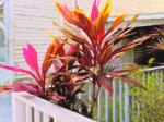 Altered photograph of plant, St. Augustine, FL