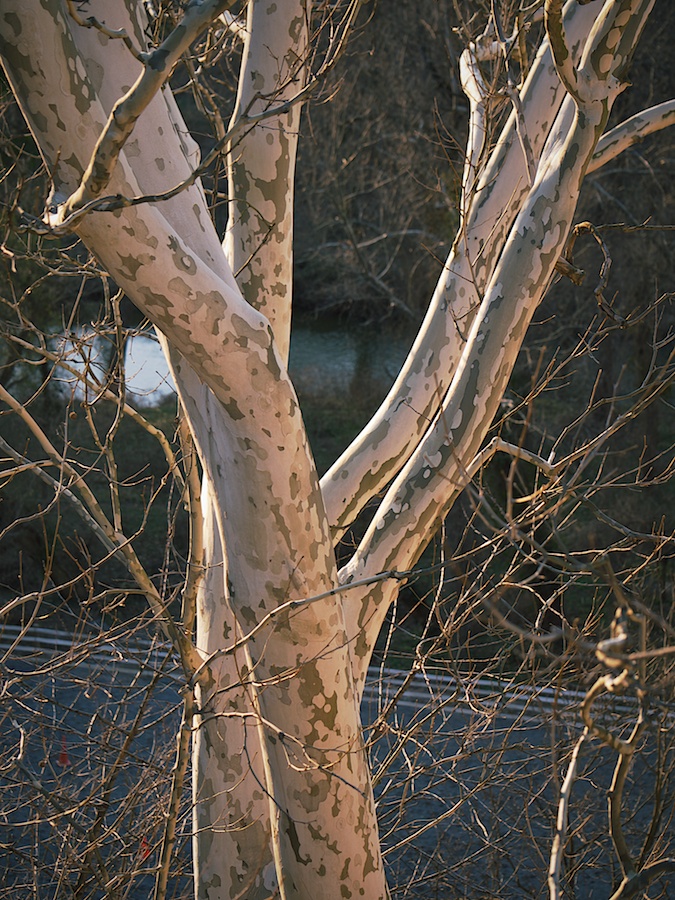 Beech tree at sunset.