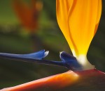Detail of bird of paradise flower.