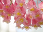 Macro photo of pink flowers with yellow pistils.