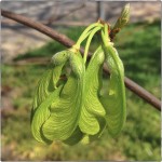 Seed wings on oak tree.