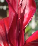 Tropical plant.