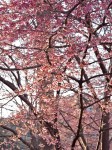 Cherry Trees on Connecticut Ave., DC