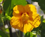 Yellow flower, backlit.