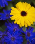 Daisies at Brookside Garden Conservatory
