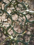 Bitter orange branches.