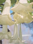 Brugmansia blossoms.